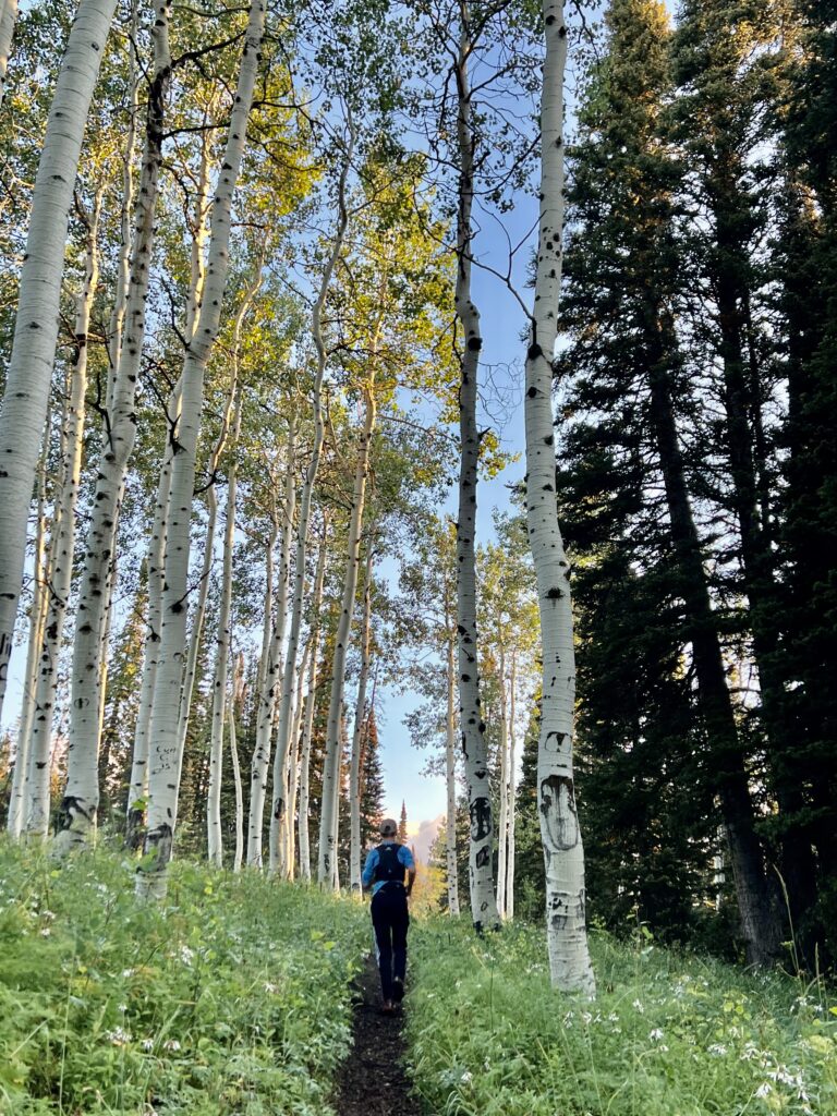 Runner in a stand of birch trees.