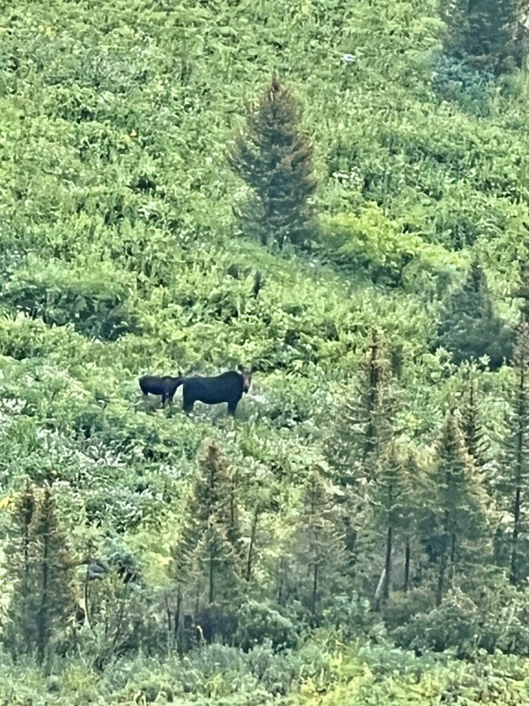 Mom and calf moose on the Teton Crest Trail