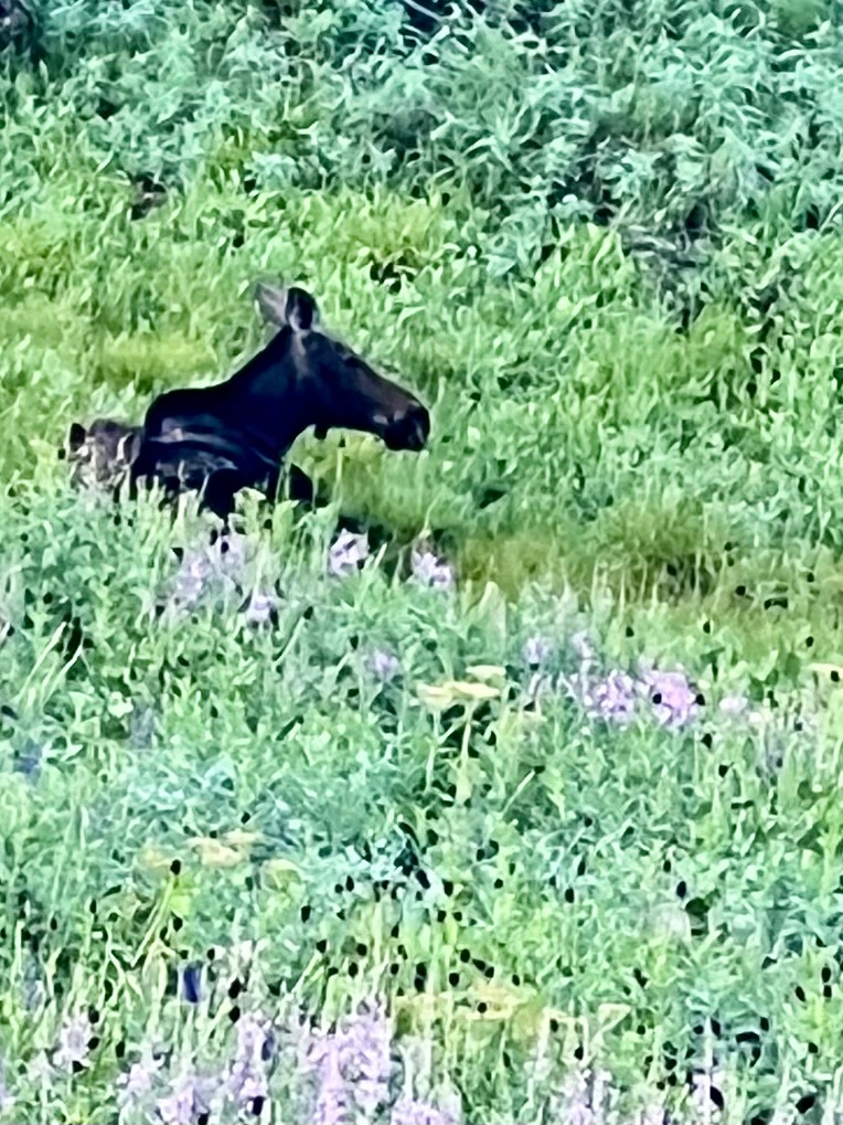 Moose in a field of fireweed.
