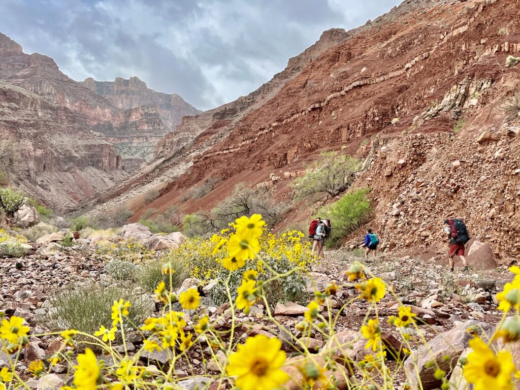 Rare canyon wildflowers.