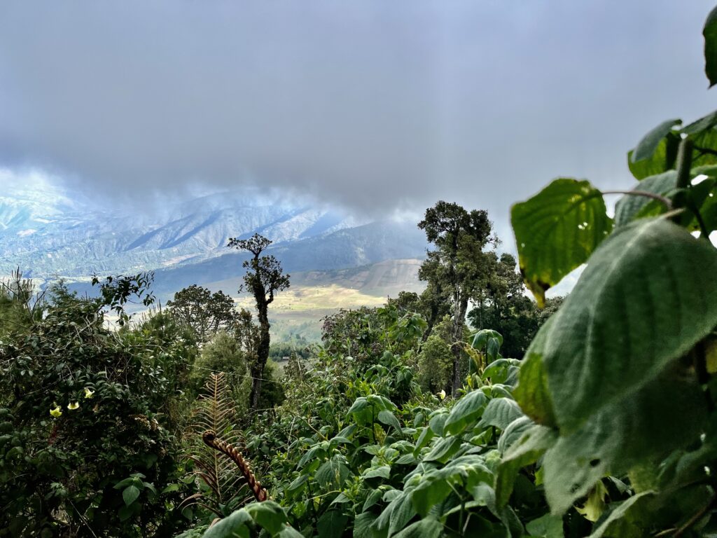 A tropical cloud forest stretches to the horizon in Guatemala.