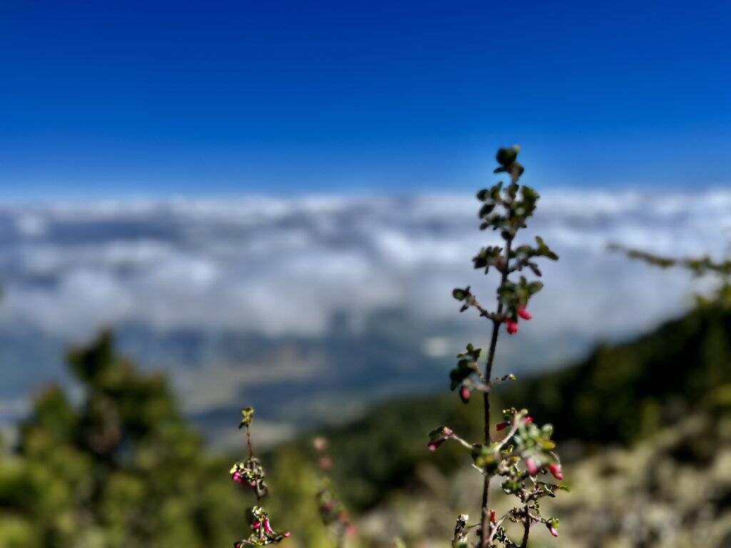 A plant rises above a sea of clouds.