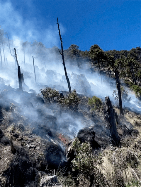 A forest fire burns shrubs.