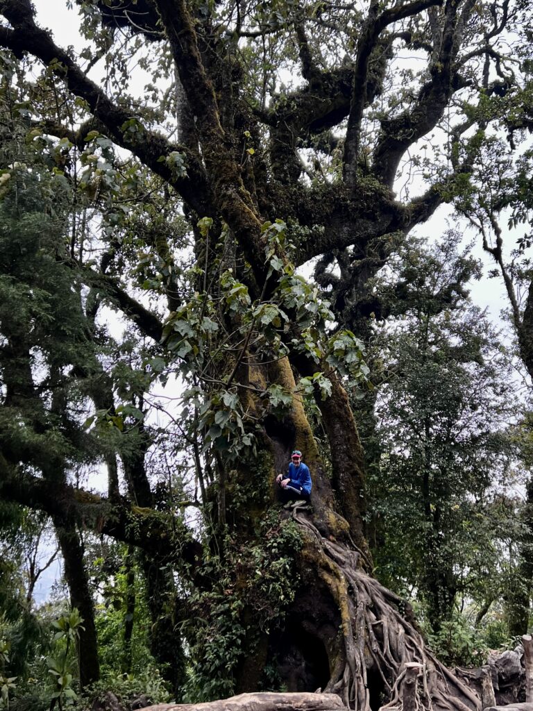 A boy climbs a tall jungle tree.
