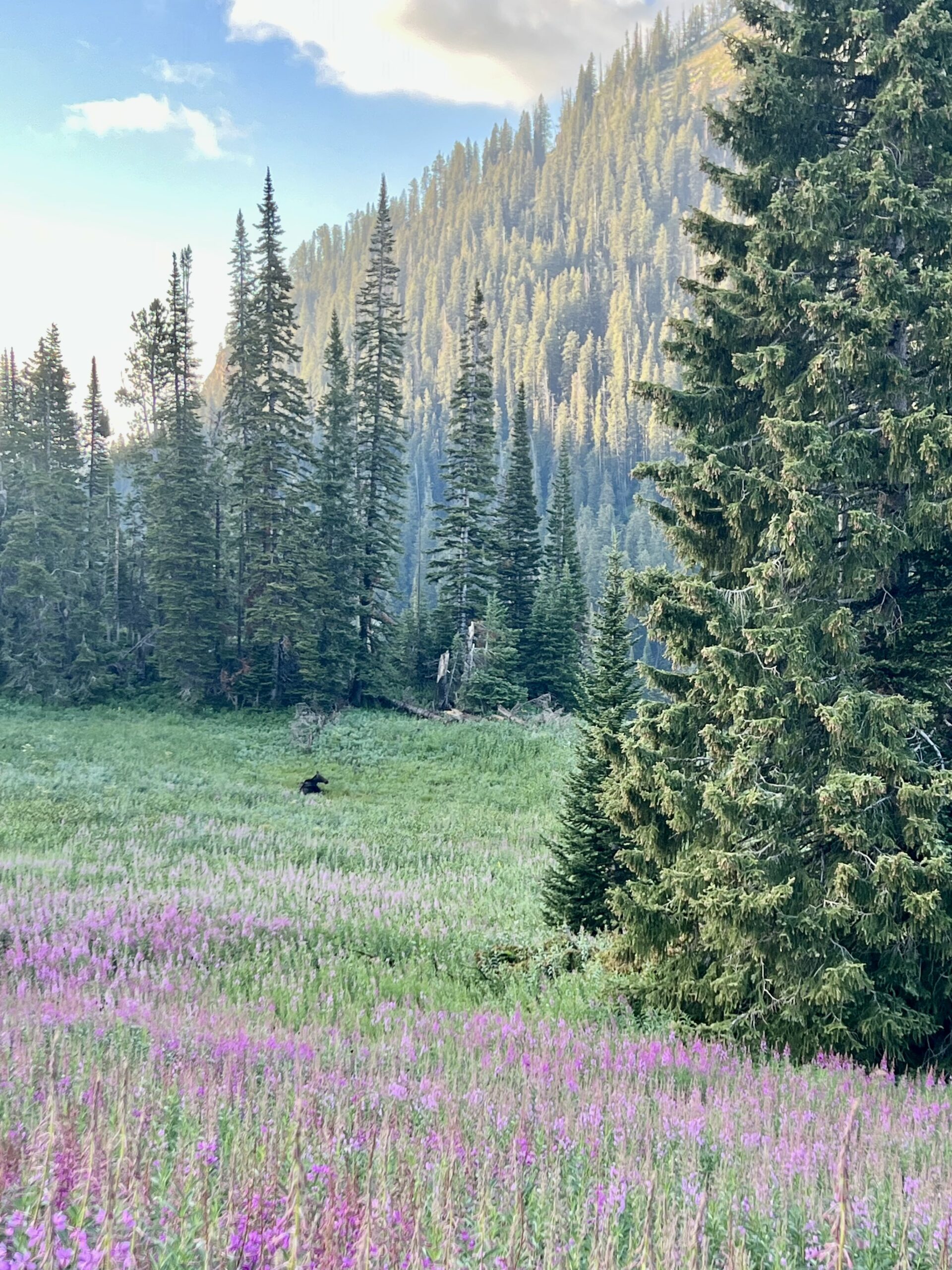 Moose in a field of fireweed.