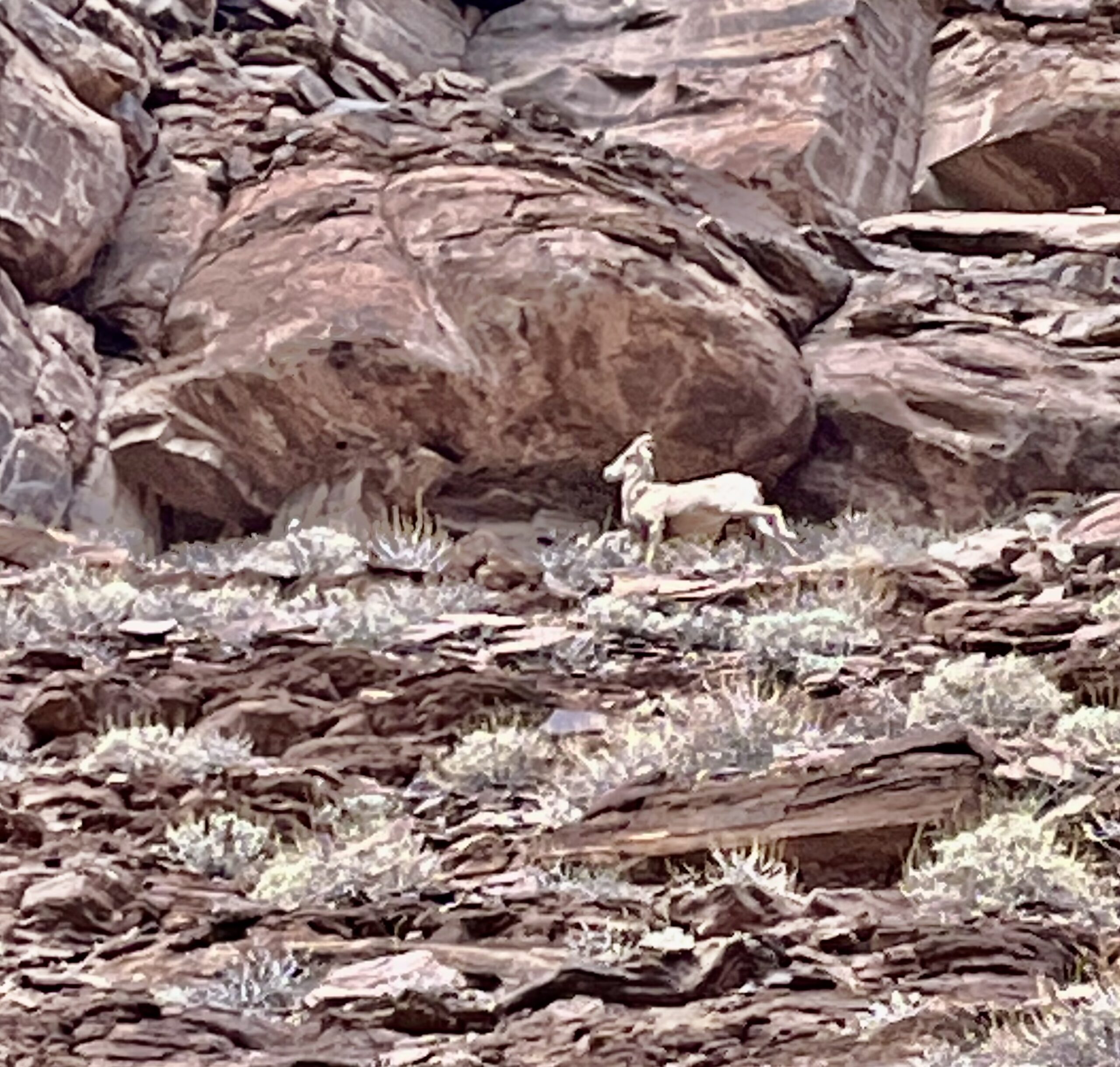 Mountain Goat running atop a cliff.