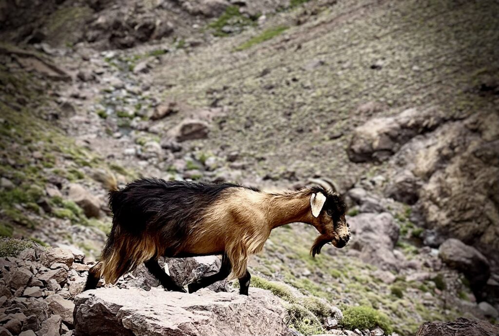 A mountain goat climbs a scree slope on Mt. Toubkal in Morocco.