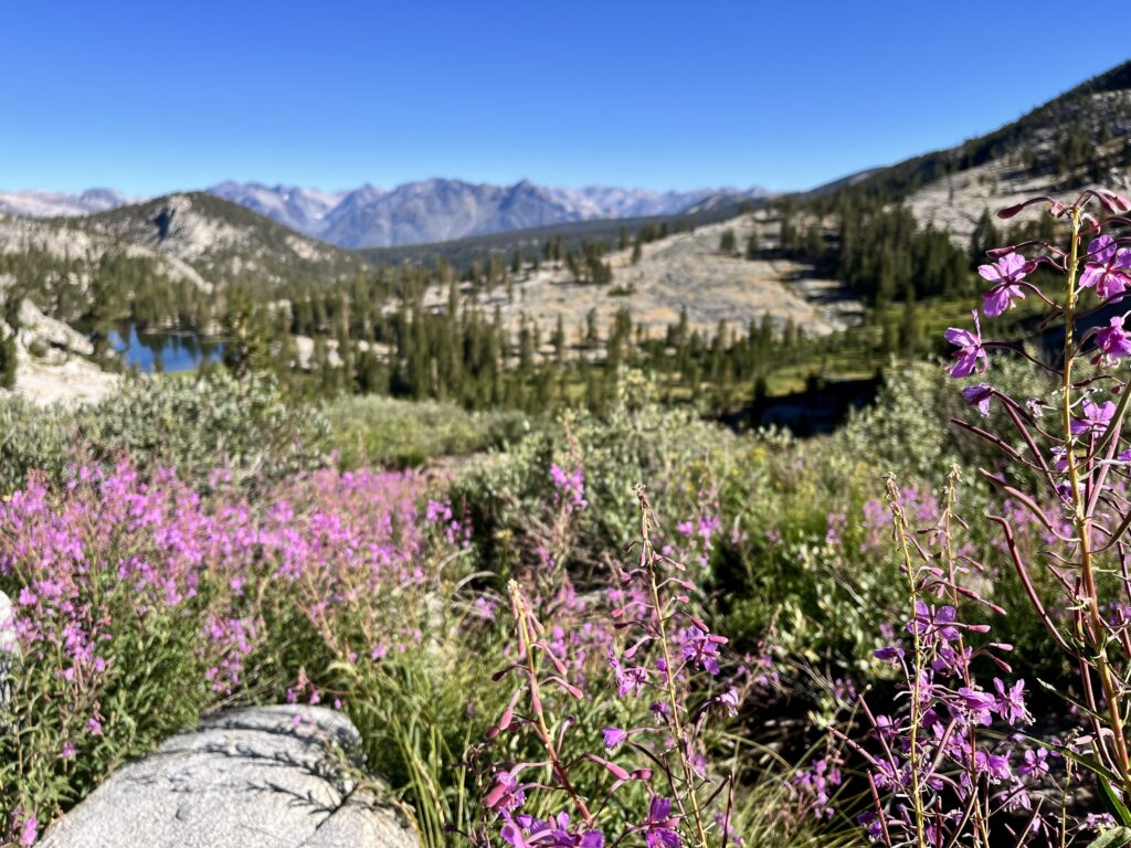 Lower Glacier Lakes in a field of flowers.