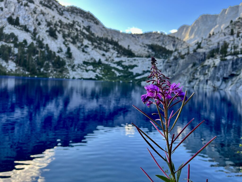 Flower by Marion Lake