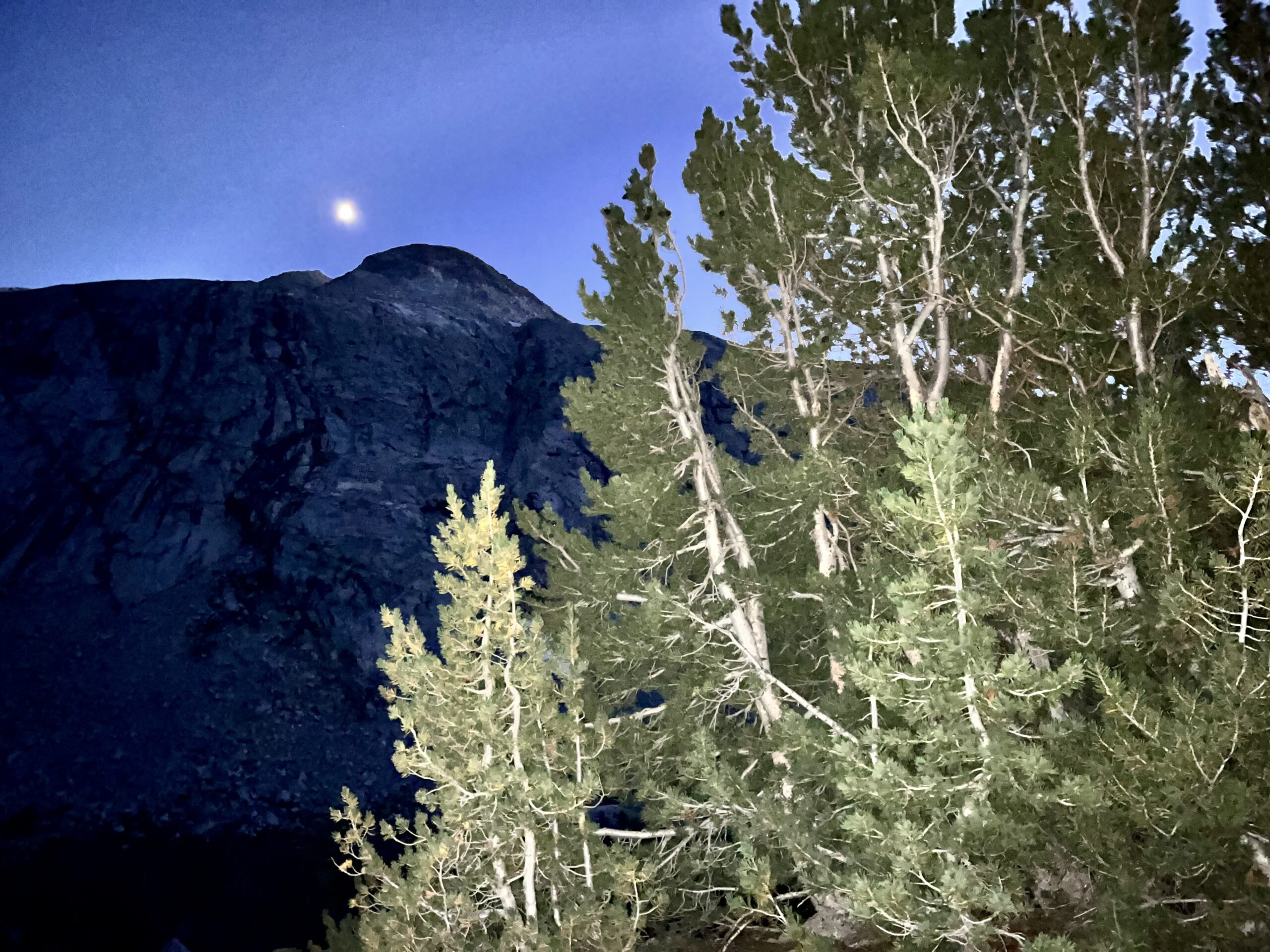 Some trees and a mountain.