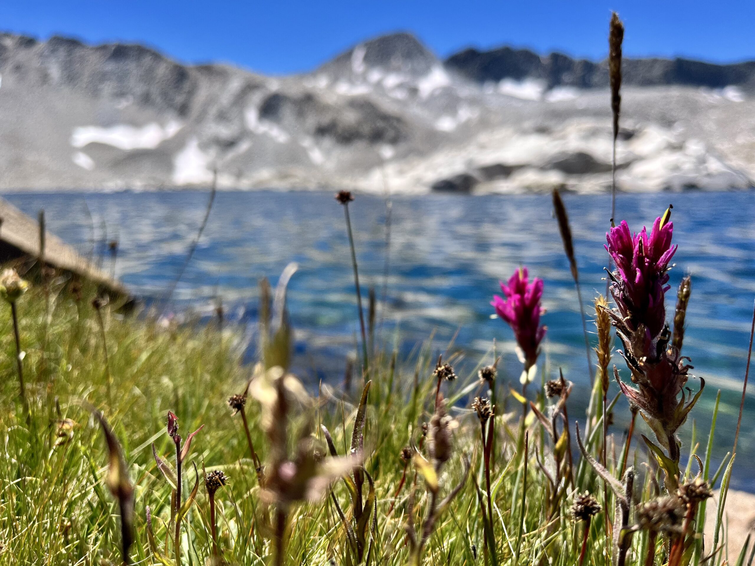 Flowers near Wanda Lake