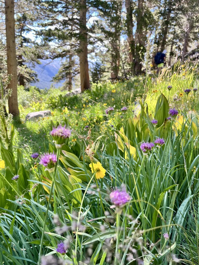 Lovely meadows atop the shelf.